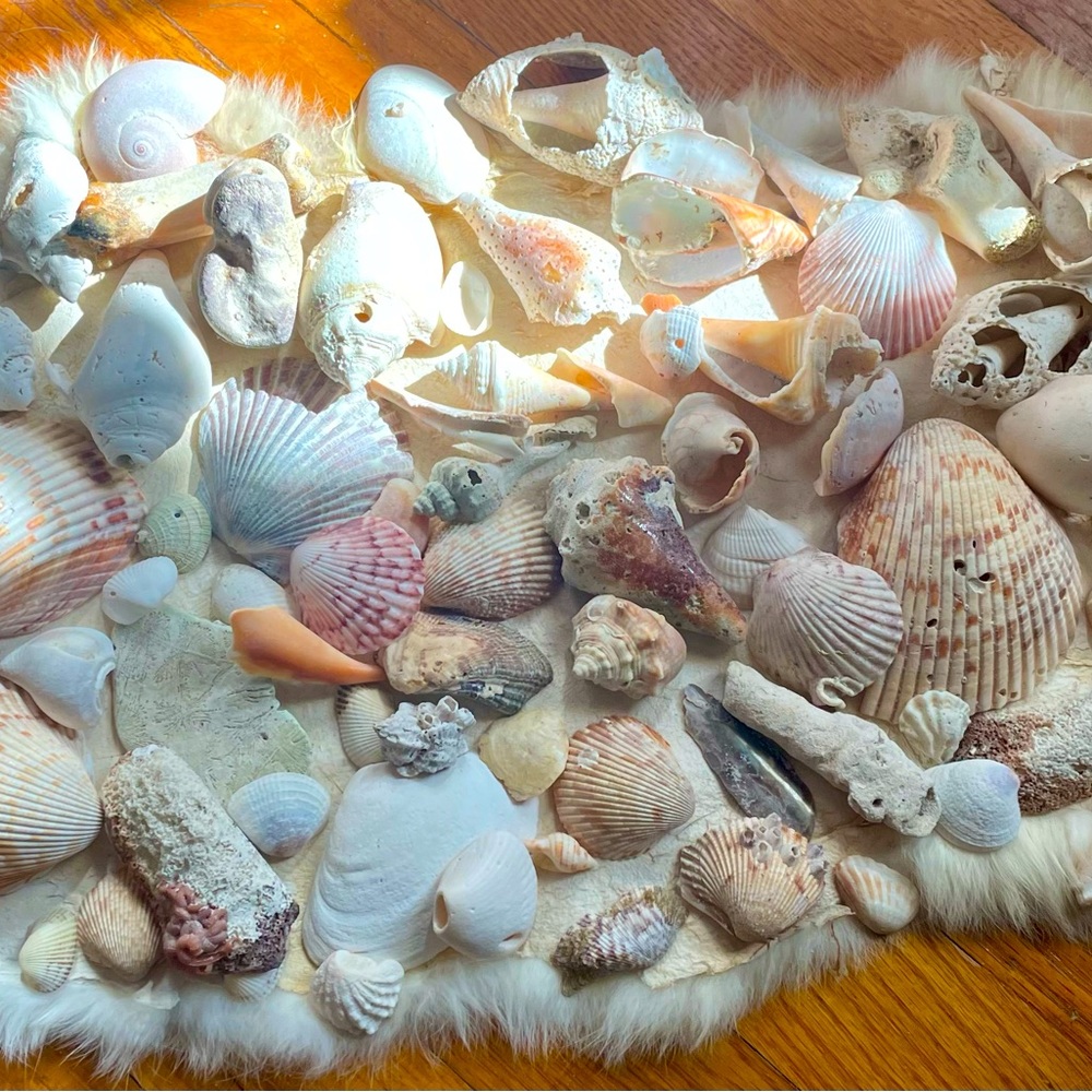 Genuine Seashells